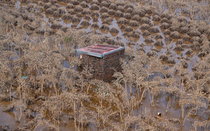 Khoảng 65 ha trồng đào Nhật Tân (Tây Hồ) bị mất trắng do ảnh hưởng bão Yagi