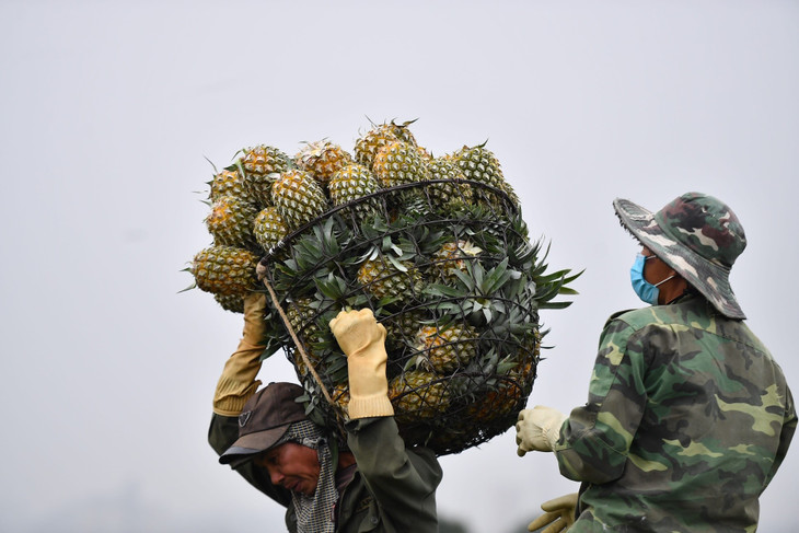Sản lượng hầu hết loại trái cây chủ lực của Việt Nam trong 10 tháng qua đều tăng so với cùng kỳ nhờ diện tích cho thu hoạch tăng