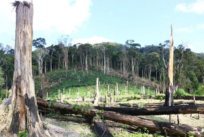 Tình trạng phá rừng xảy ra ở huyện Đắk Song - được cho là do lãnh đạo huyện buông lỏng quản lý