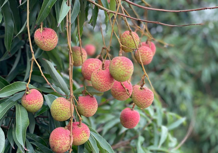 Năm nay, nhiều sàn thương mại điện tử đã bán vải trực tuyến