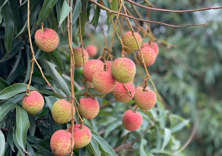 Năm nay, nhiều sàn thương mại điện tử đã bán vải trực tuyến