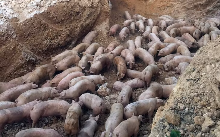 Gần 1.000 con lợn bị tiêu huỷ do nhiễm bệnh dịch tả lợn châu Phi Gần 1.000 con lợn bị tiêu huỷ do nhiễm bệnh dịch tả lợn châu Phi