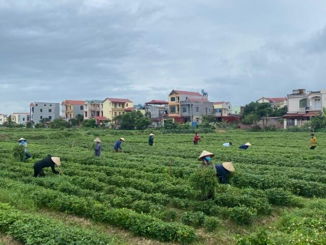 Hội phụ nữ xã Bằng An thu hoạch hoa màu giúp các hộ đang cách ly