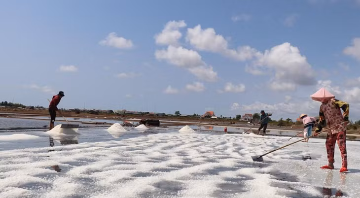 Diêm dân Bến Tre bước vào thu hoạch muối chính vụ.