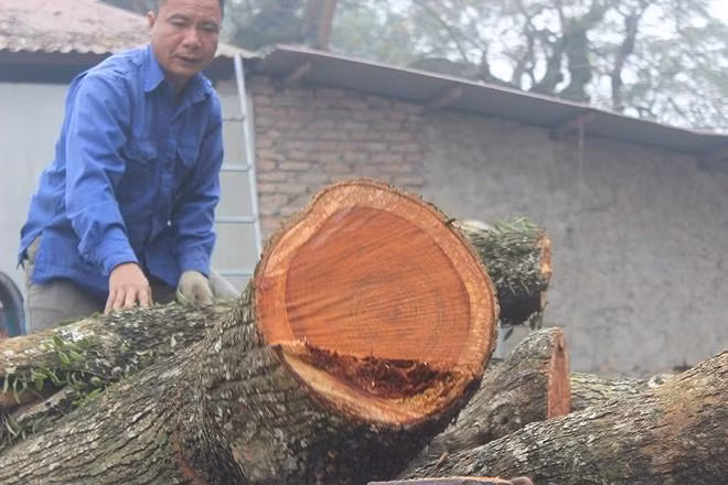 Giá trị lô gỗ sưa đã hụt mất khoảng 40 tỷ đồng