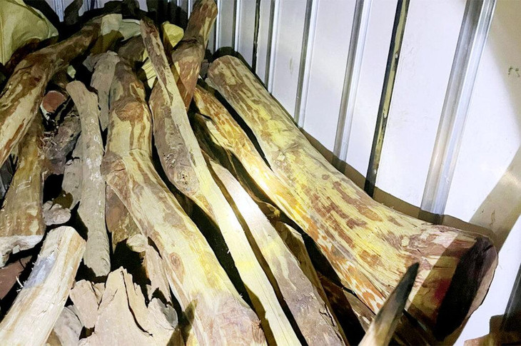 Gỗ trắc được được giấu trong thùng đông lạnh của xe tải