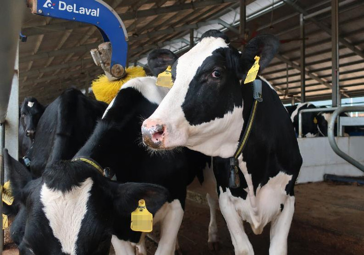 Khu vực chuồng trại có hệ thống làm mát tự động và chổi massage tự động giúp bò dễ chịu, không bị căng thẳng và hồi phục nhanh sau một hành trình dài