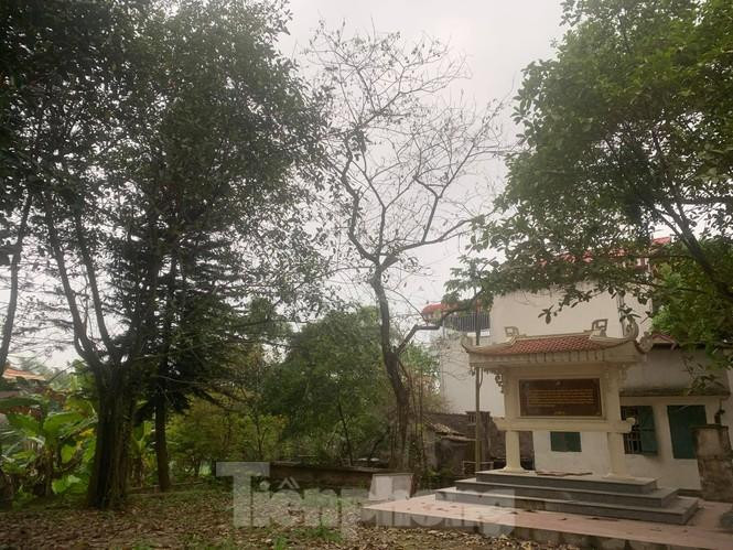 Cây sưa đỏ tại thôn Phụ Chính có tuổi đời khoảng 70 năm, giá trị khoảng 2 tỷ đồng