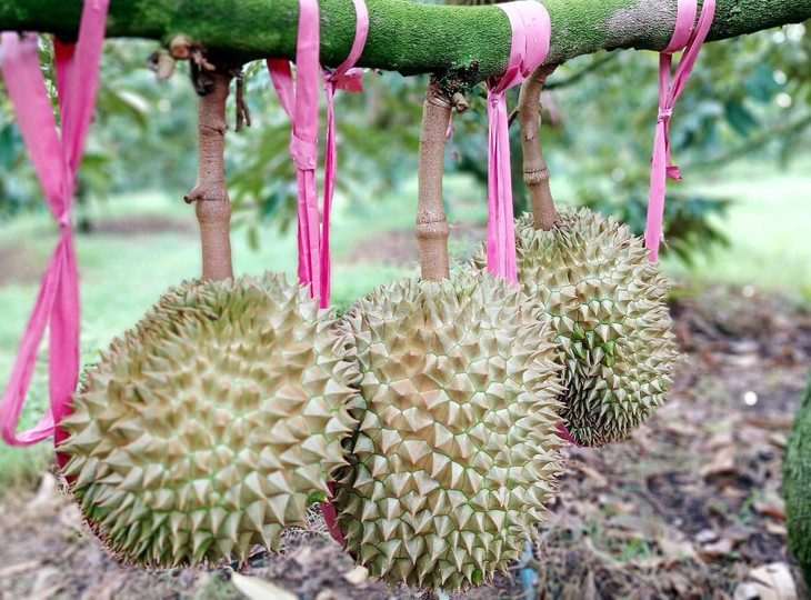 Sầu riêng tại vườn của Công ty CP Hoàng Anh Gia Lai