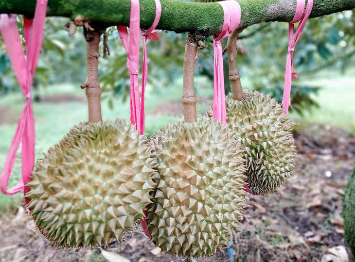Sầu riêng tại vườn của Công ty CP Hoàng Anh Gia Lai
