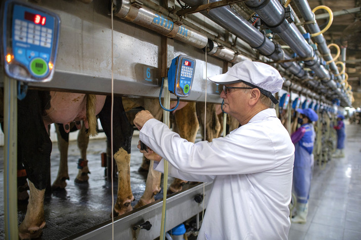 Bò sữa ở trang trại TH được theo dõi sức khỏe bằng hệ thống chip, hệ thống quản lý đàn tiên tiến của Israel, Hà Lan, New Zealand… Bò sữa ở trang trại TH được theo dõi sức khỏe bằng hệ thống chip, hệ thống quản lý đàn tiên tiến của Israel, Hà Lan, New Zealand…