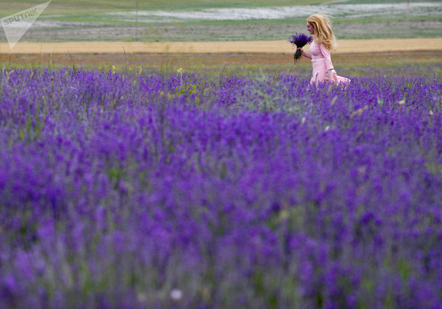  Một phụ nữ bước đi bên cánh đồng hoa oải hương tuyệt đẹp tại bán đảo Crimea, Nga (Ảnh: Sputnik) 