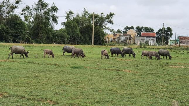 Việc phớt lờ đầu tư hạ tầng kỹ thuật khu đất trước khi tổ chức bán đấu giá là "làm ngược" quy định của UBND tỉnh TT-Huế