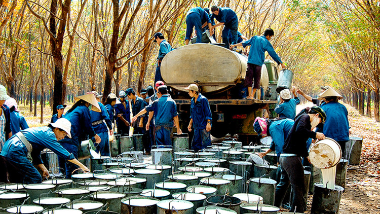 Với tỷ lệ xuất thô trên 80%, ngành cao su Việt Nam lệ thuộc nhiều vào giá thế giới thường xuyên biến động (ảnh minh họa).