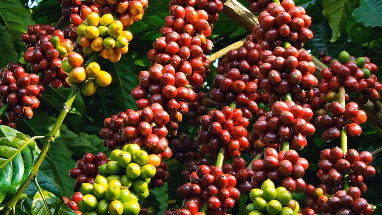 Cà phê: Niềm vui cuối năm và nỗi lo niên vụ mới