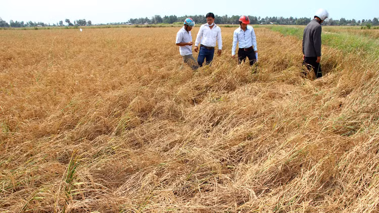 Gần 300 triệu USD kiểm soát mặn cho Bến Tre