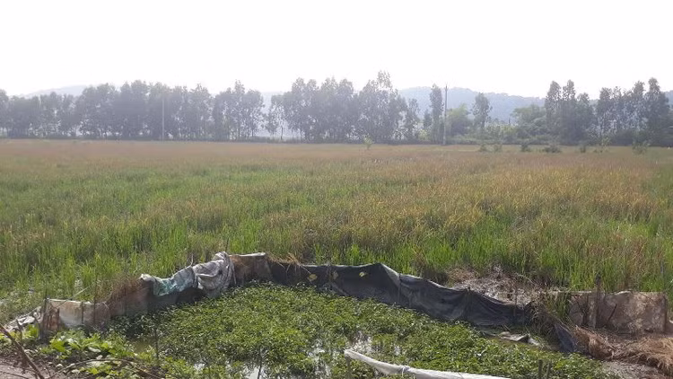 Ảnh chỉ mang tính minh họa. Nguồn Internet