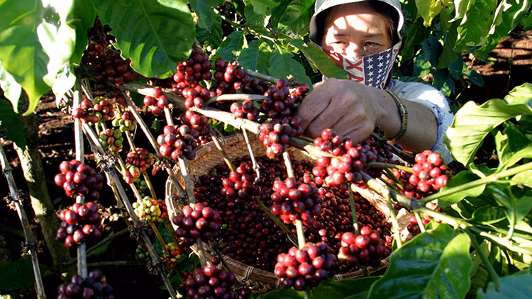 Tới 90% lượng nông sản Việt Nam XK dưới nhãn hiệu của nước ngoài, mới khoảng 50 chỉ dẫn địa lý và 140 nhãn hiệu được đăng ký xác lập, bảo hộ quyền sở hữu trí tuệ...