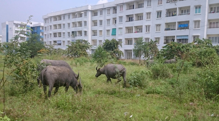 Tuy nhiên, sau một thời gian chuyển về Khu tái định cư Vĩnh Lộc B sinh sống, nhiều hộ dân đã dọn đi nơi khác. Ảnh: Vũ Phượng