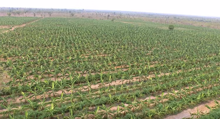 Nông trại trồng ca cao xen cây chuối tại Ea Súp. Ảnh: VGP