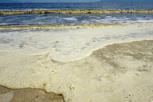 Vệt nước màu đen để lại những mảng bọt màu vàng khi tấp vào bờ biển Nguyễn Tất Thành. 