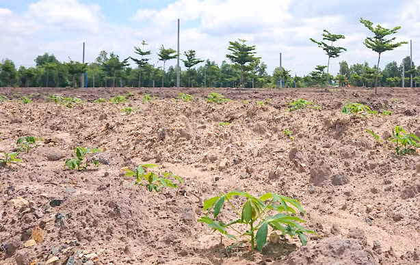 Đất nền vùng ven một tỉnh phía Nam do Công ty địa ốc Alibaba chào bán và bị cơ quan chức năng điều tra.