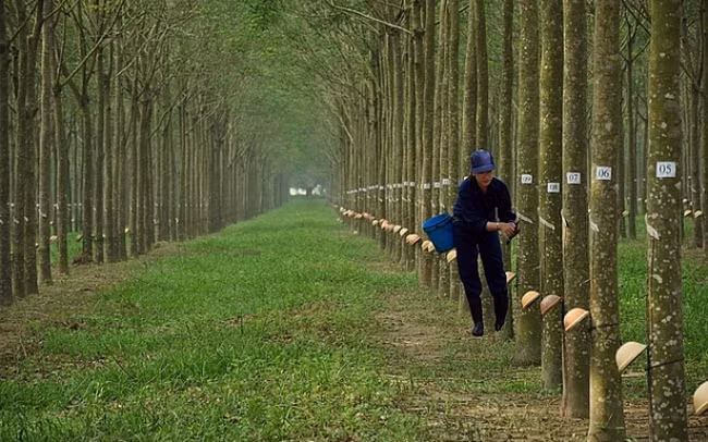 Cao su Phước Hòa (PHR) chốt quyền nhận cổ tức bằng tiền và cổ phiếu thưởng tổng tỷ lệ 90%