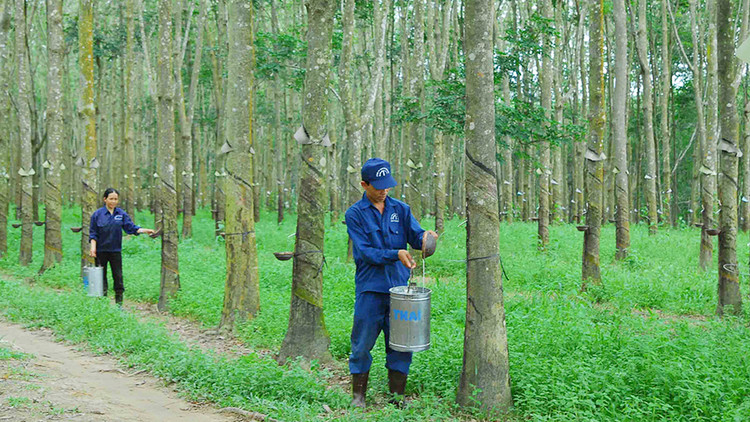 Năm 2016, tổng doanh thu VGR đạt hơn 15.000 tỷ đồng (đạt 114% kế hoạch). Ảnh: Tường Lâm