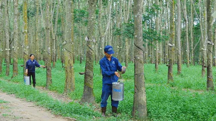 Năm 2016, tổng doanh thu VGR đạt hơn 15.000 tỷ đồng (đạt 114% kế hoạch). Ảnh: Tường Lâm