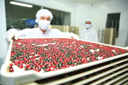 Nhiều doanh nghiệp dược đánh giá, năm 2026 sẽ là giai đoạn tăng trưởng cao và mang tính chọn lọc. Ảnh: Tiên Giang