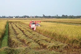 Bộ Tài chính đề xuất nâng mức hỗ trợ tối đa phí bảo hiểm nông nghiệp để khuyến khích tổ chức, cá nhân sản xuất nông nghiệp tham gia bảo hiểm. Ảnh: Lê Tiên