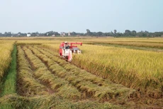 Bộ Tài chính đề xuất nâng mức hỗ trợ tối đa phí bảo hiểm nông nghiệp để khuyến khích tổ chức, cá nhân sản xuất nông nghiệp tham gia bảo hiểm. Ảnh: Lê Tiên