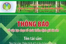 Công ty TNHH MTV Cao su Bình Phước thông báo về việc lựa chọn tổ chức thẩm định giá tài sản
