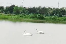 Ngày 09/01/2026, đấu giá quyền sử dụng đất và tài sản gắn liền với đất tại phường Bồng Lai, tỉnh Bắc Ninh