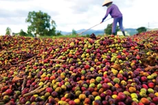 Một số hiệp hội ngành hàng phản ánh, do chưa có hướng dẫn cụ thể về định nghĩa “sơ chế thông thường” nên nhiều doanh nghiệp lúng túng trong kê khai thuế dẫn đến chậm hoàn thuế. Ảnh minh họa: An An