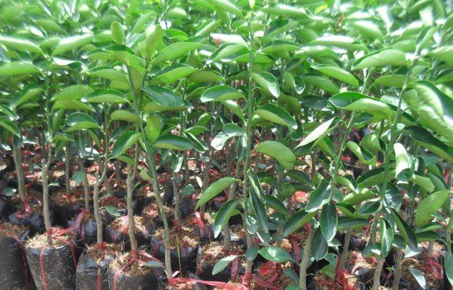 Gói thầu số 10 Cung cấp giống cây ăn quả, phân bón, thuốc bảo vệ thực vật thuộc Dự án Phương án khuyến nông năm 2021 bị phản ánh đưa ra tiêu chí hạn chế sự tham gia của nhà thầu (Ảnh minh họa: Internet)