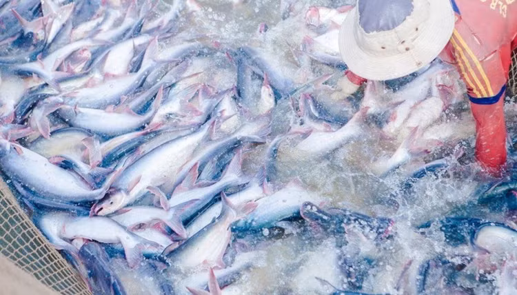 Do dịch Covid-19, cá tra nuôi tại ao của DN vượt kích thước do các nhà máy ngừng hoạt động hoặc giảm tối đa công suất (Ảnh: Internet)