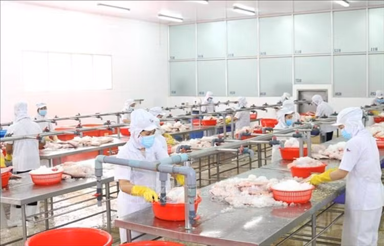 Thực hiện giãn cách trong khu vực chế biến thủy sản tại một doanh nghiệp thủy sản khu vực phía Nam (ảnh: Internet)