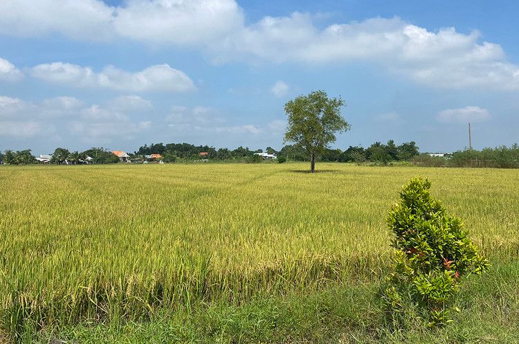 Địa điểm dự kiến xây dựng Dự án TBA 220kV Đức Hòa 2 tại ấp Rừng Sến, xã Mỹ Hạnh Bắc, huyện Đức Hòa, tỉnh Long An. Ảnh: EVNNPT