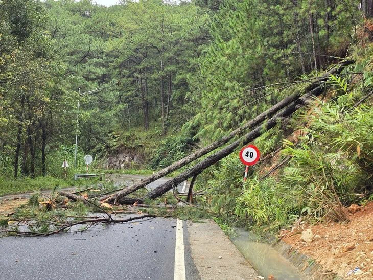 Cây cối trên đèo Sacom - hồ Tuyền Lâm ngã đổ xuống đường ảnh ĐC