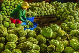 Xuất khẩu rau quả tăng trưởng mạnh