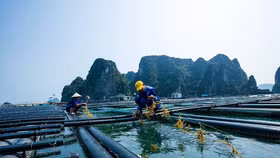 Nhóm Ngân hàng Thế giới hỗ trợ Việt Nam tăng cường kết nối thương mại và sinh kế ven biển