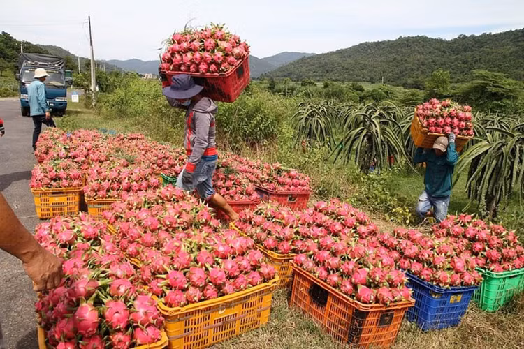 Thủ tướng giao Bộ Nông nghiệp và Môi trường khẩn trương ban hành và hướng dẫn quy định về hồ sơ, thủ tục cấp giấy chứng nhận an toàn thực phẩm cho nông sản xuất khẩu.
