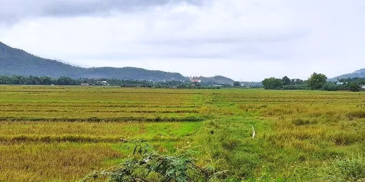 Đà Nẵng sẽ chuyển mục đích sử dụng đất trồng lúa bổ sung năm 2022 đối với 4 công trình, dự án.