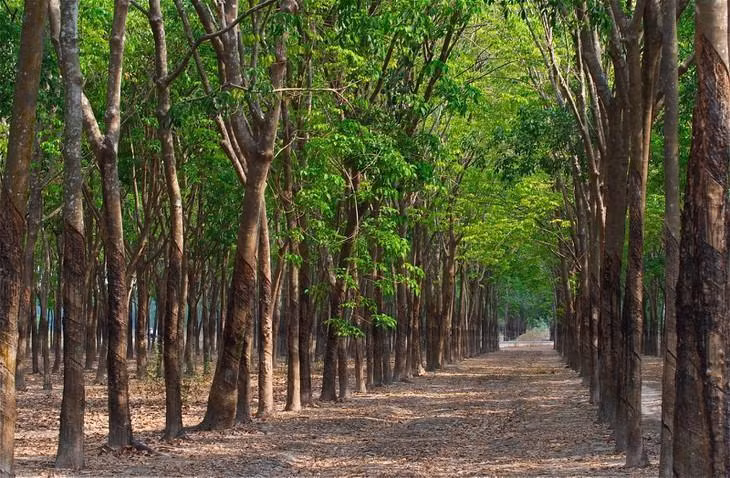 80.432 cây cao su trên diện tích 177,55 ha được đưa ra bán đấu giá với giá khởi điểm là 36,559 tỷ đồng. Ảnh chỉ mang tính minh họa. Nguồn Internet