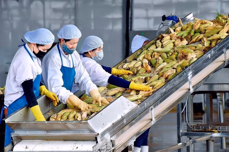 Tổng kim ngạch xuất khẩu nông lâm thủy sản quý I/2025 đạt 15,72 tỷ USD. Ảnh minh họa