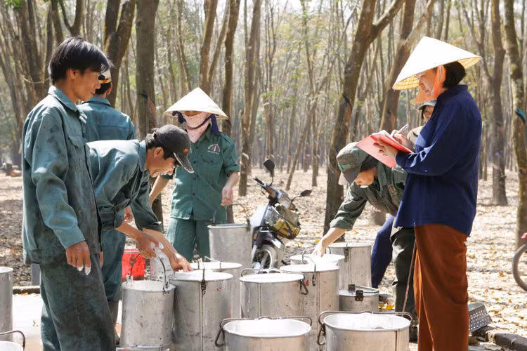 Giá cao su xuất khẩu liên tục đi xuống khiến lợi nhuận ước tính nửa cuối năm 2022 của doanh nghiệp khai thác và kinh doanh cao su thiên nhiên sụt giảm. Ảnh: Song Lê
