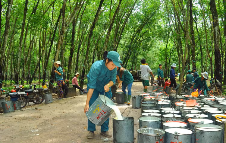 Trong số 437,7 tỷ đồng lợi nhuận trước thuế của Công ty CP Cao su Phước Hòa nửa đầu năm nay, khoản lợi nhuận khác đóng góp đến 274,9 tỷ đồng. Ảnh: Hải Minh