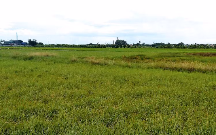 Khu đất thực hiện Dự án Cụm công nghiệp tập trung Đồng Côi giai đoạn 2 có diện tích 24,8 ha. Ảnh: Nguyễn Thủy