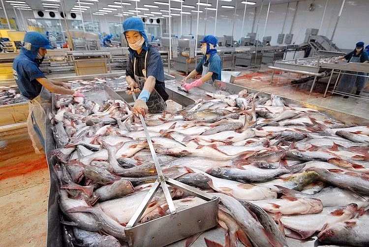 5 tháng đầu năm 2022, giá trị xuất khẩu cá tra đông lạnh sang thị trường EU tăng 89%, sang Trung Quốc và Hồng Kông tăng 124,2%, sang thị trường Hoa Kỳ tăng 131% so với cùng kỳ năm ngoái